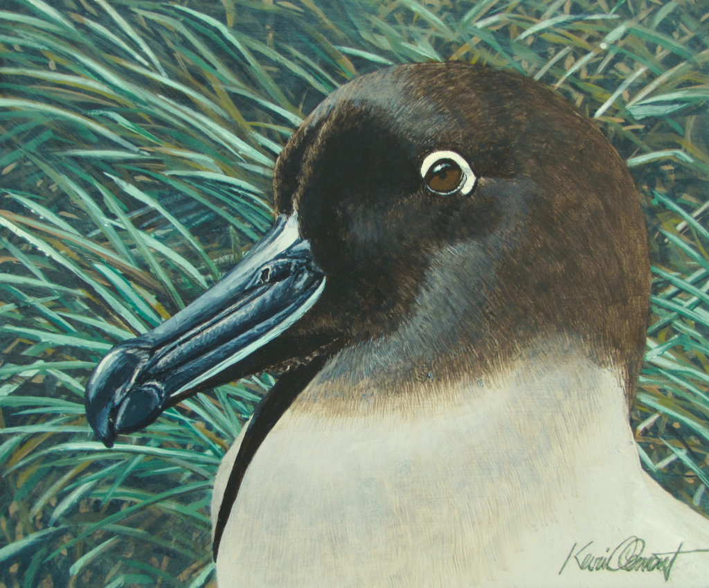 Light-mantled sooty albatross, South Georgia