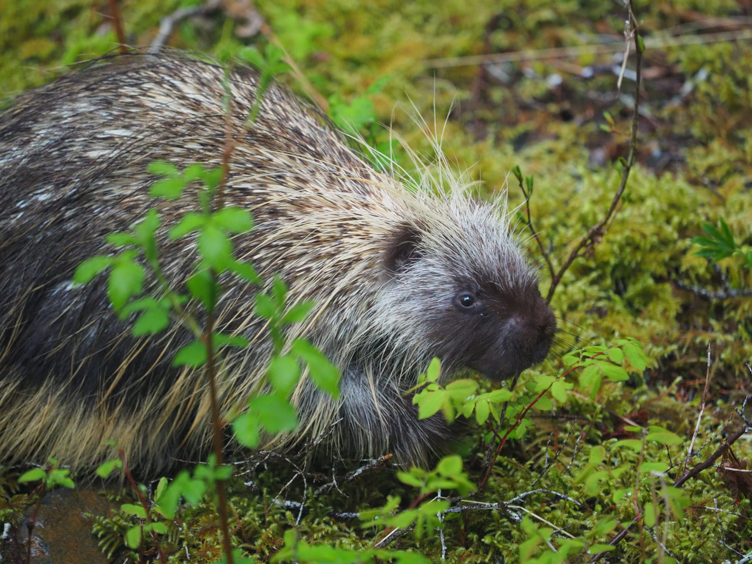 Alaska’s Small Five